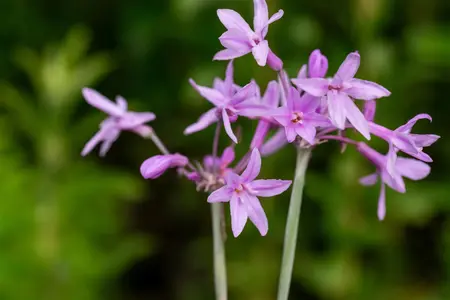 Tulbaghia violacea - 2 Ltr pot - image 3