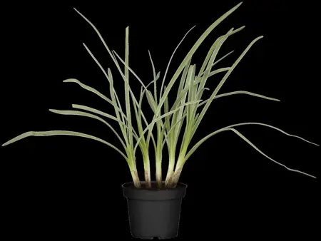 Tulbaghia violacea - P9 - image 1