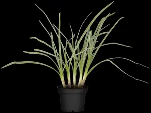 Tulbaghia violacea - 17 cm aquatic basket - image 2