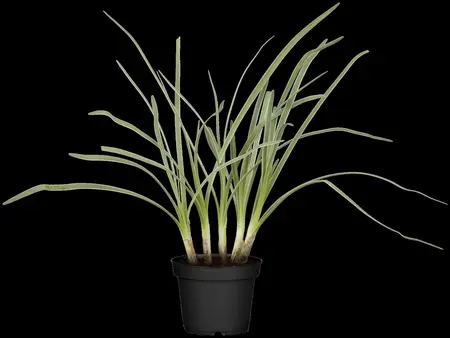Tulbaghia violacea - 2 Ltr pot - image 1