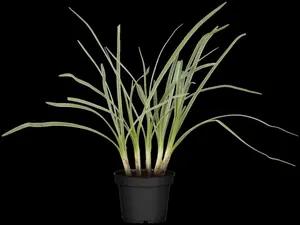Tulbaghia violacea - 2 Ltr pot - image 3