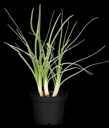 Tulbaghia violacea 'Silver Lace' - P9