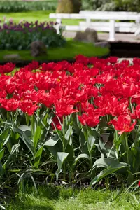 Tulipa 'Abba' - flower bulb 12/+ - image 3