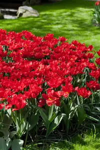 Tulipa 'Abba' - flower bulb 12/+ - image 2