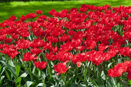 Tulipa 'Abba' - flower bulb 12/+ - image 3