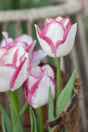 Tulipa 'Affaire' - flower bulb 12/+