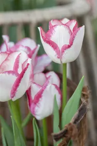 Tulipa 'Affaire' - flower bulb 12/+
