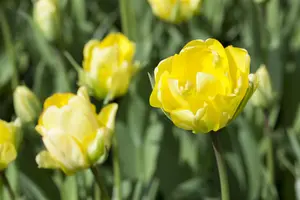 Tulipa 'Akebono' - flower bulb 12/+