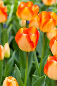 Tulipa 'American Dream' - flower bulb 12/+ - image 1