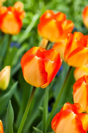 Tulipa 'American Dream' - flower bulb 12/+ - image 2