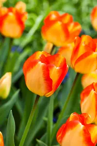 Tulipa 'American Dream' - flower bulb 12/+ - image 2