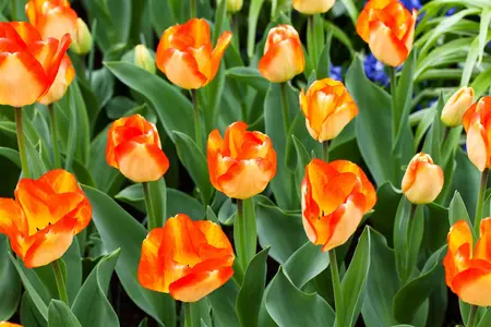 Tulipa 'American Dream' - flower bulb 12/+ - image 3