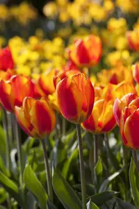 Tulipa 'Apeldoorn Elite' - flower bulb 12/+