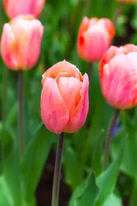 Tulipa 'Apricot Beauty' - flower bulb 12/+ - image 2
