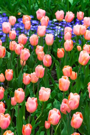 Tulipa 'Apricot Beauty' - flower bulb 12/+ - image 2