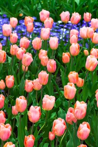Tulipa 'Apricot Beauty' - flower bulb 12/+ - image 2