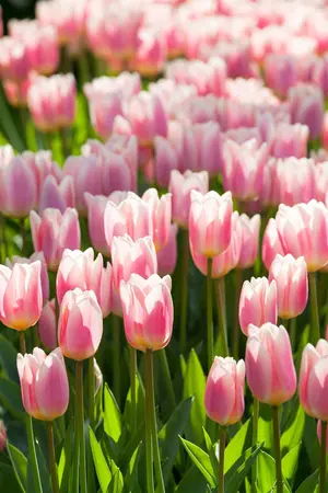 Tulipa 'Apricot Delight' - flower bulb 12/+ - image 2
