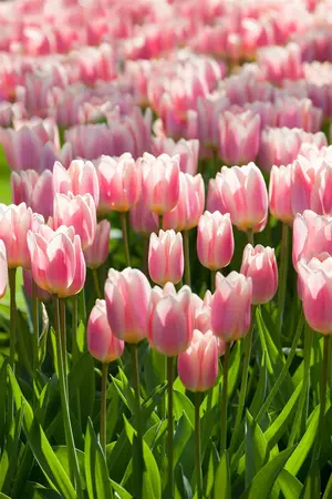 Tulipa 'Apricot Delight' - flower bulb 12/+ - image 3
