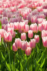 Tulipa 'Apricot Delight' - flower bulb 12/+ - image 3