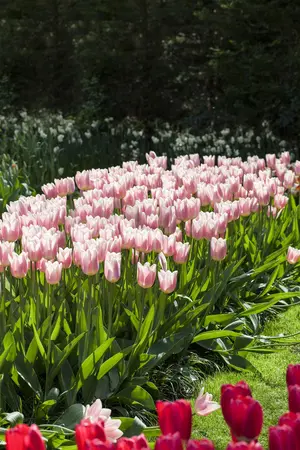 Tulipa 'Apricot Delight' - flower bulb 12/+ - image 4