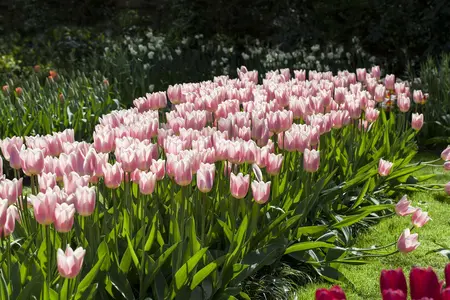 Tulipa 'Apricot Delight' - flower bulb 12/+ - image 5