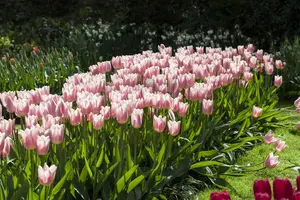 Tulipa 'Apricot Delight' - flower bulb 12/+ - image 5