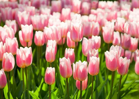 Tulipa 'Apricot Delight' - flower bulb 12/+ - image 1