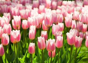 Tulipa 'Apricot Delight' - flower bulb 12/+ - image 5