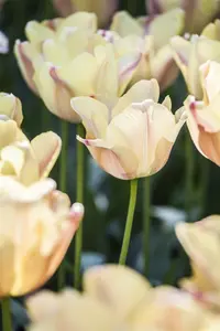 Tulipa 'Apricot Foxx' - flower bulb 12/+