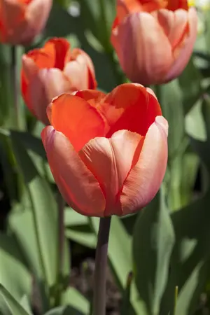 Tulipa 'Apricot Impression' - flower bulb 12/+ - image 2
