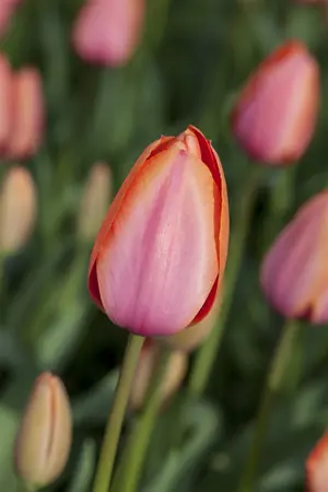 Tulipa 'Apricot Impression' - flower bulb 12/+ - image 3