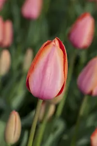 Tulipa 'Apricot Impression' - flower bulb 12/+ - image 3