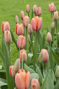 Tulipa 'Apricot Impression' - flower bulb 12/+ - image 4