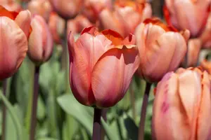 Tulipa 'Apricot Impression' - flower bulb 12/+ - image 4