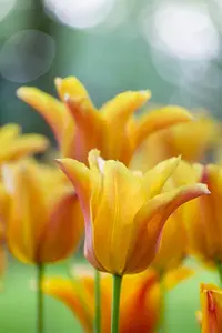 Tulipa 'Ballerina' - flower bulb 12/+ - image 5