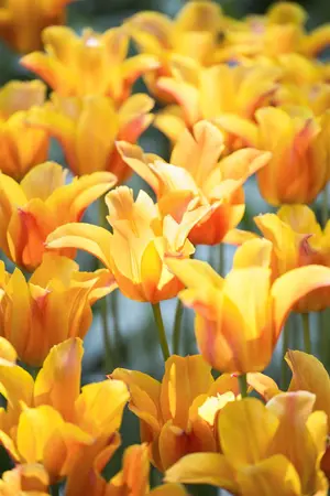 Tulipa 'Ballerina' - flower bulb 12/+ - image 3