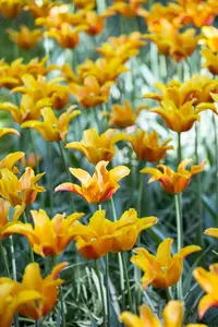 Tulipa 'Ballerina' - flower bulb 12/+ - image 4