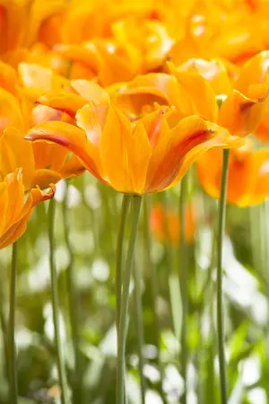 Tulipa 'Ballerina' - flower bulb 12/+ - image 5