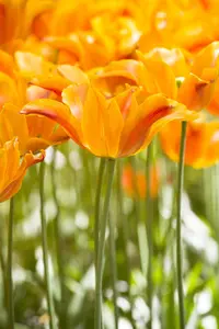 Tulipa 'Ballerina' - flower bulb 12/+ - image 5