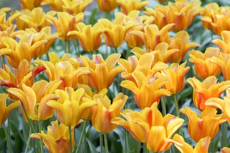 Tulipa 'Ballerina' - flower bulb 12/+ - image 2