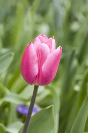Tulipa 'Barcelona' - flower bulb 12/+