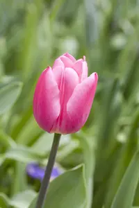 Tulipa 'Barcelona' - flower bulb 12/+