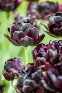 Tulipa 'Black Hero' - flower bulb 12/+