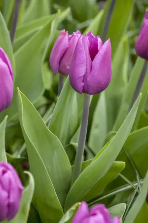 Tulipa 'Blue Beauty' - flower bulb 12/+ - image 2