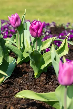 Tulipa 'Blue Beauty' - flower bulb 12/+ - image 4