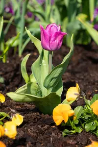 Tulipa 'Blue Beauty' - flower bulb 12/+ - image 5