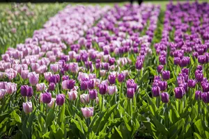 Tulipa 'Blue Beauty' - flower bulb 12/+ - image 1