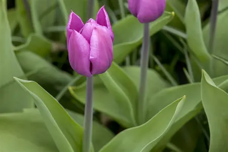 Tulipa 'Blue Beauty' - flower bulb 12/+ - image 3