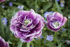 Tulipa 'Blue Diamond' - flower bulb 12/+