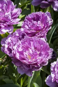 Tulipa 'Blue Wow' - flower bulb 12/+ - image 4